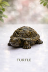 Pirate Turtle Key