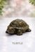 Pirate Turtle Key
